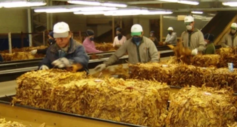 Frente a la demanda, tabacaleras de Jujuy reanudan la producción