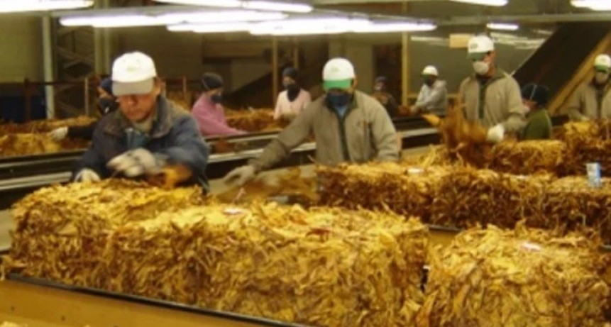 Frente a la demanda, tabacaleras de Jujuy reanudan la producción