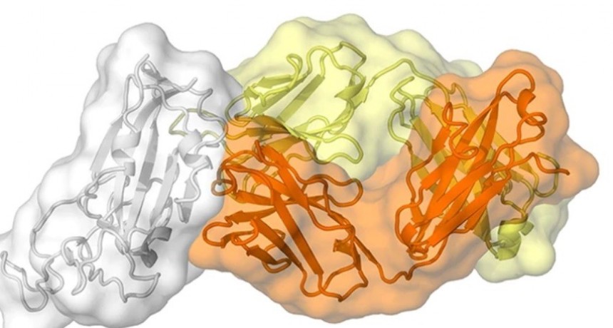 Un anticuerpo hallado en un sobreviviente de la epidemia del SARS reveló una vulnerabilidad en el nuevo coronavirus