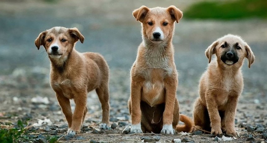 La UNC dona alimentos para los perros en situación de calle de la ciudad universitaria