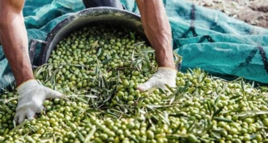 Sector por sector: crisis de las economías regionales antes y después del coronavirus