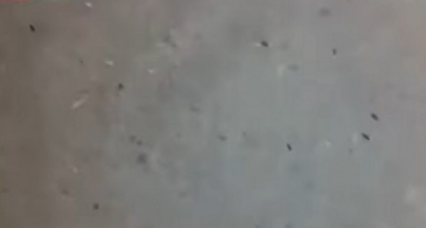 En Santiago del Estero entregaron arroz con gorgojos y un funcionario aseguró: Que los coman igual, tienen muchas proteínas