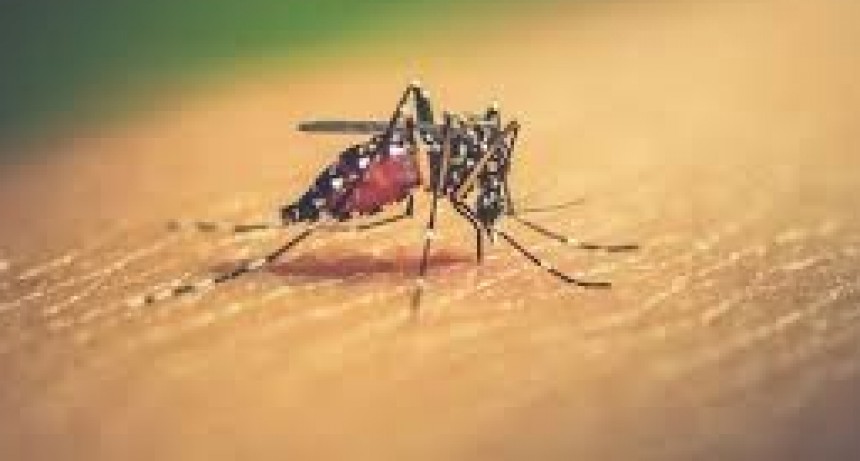 8 nuevos casos de dengue y ya son en total 273