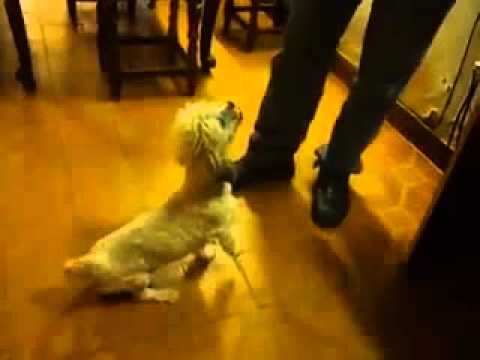 Perro se enoja cuando le dicen que es de River!