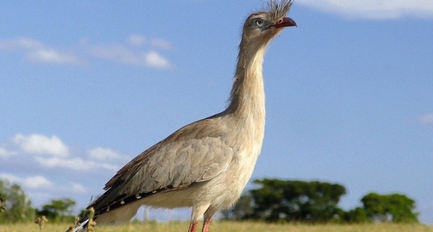 Liberaron ejemplares de Chu&ntilde;as de patas rojas para reintroducirlas en Iber&aacute;