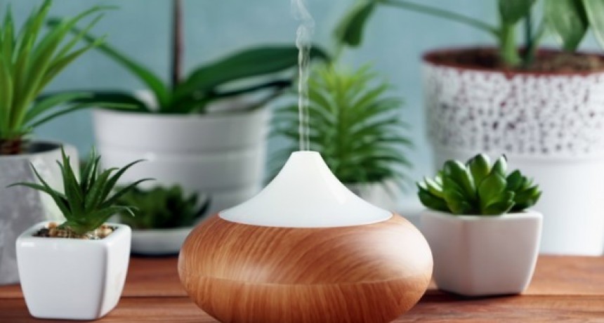 Plantas que eliminarán las malas energías de tu hogar