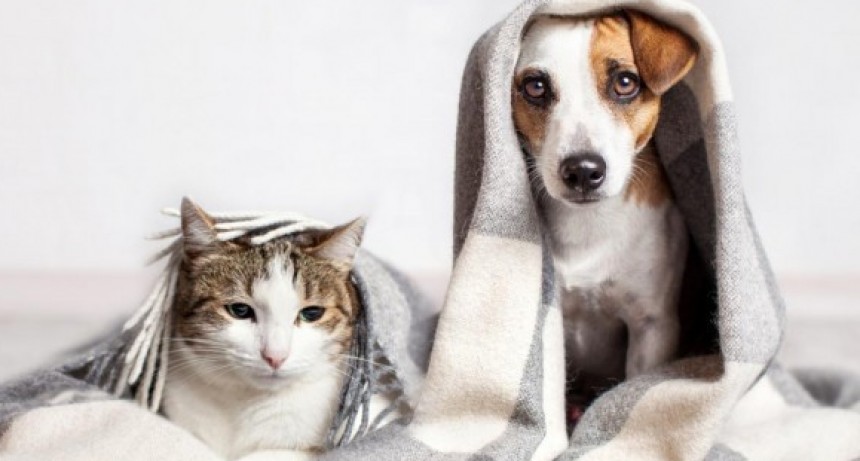 ¿Cómo evitar que tu mascota se enferme en otoño?