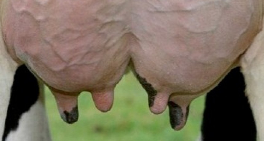 Desconfiado instaló cámaras para descubrir quién robaba su leche y se llevó una gran sorpresa