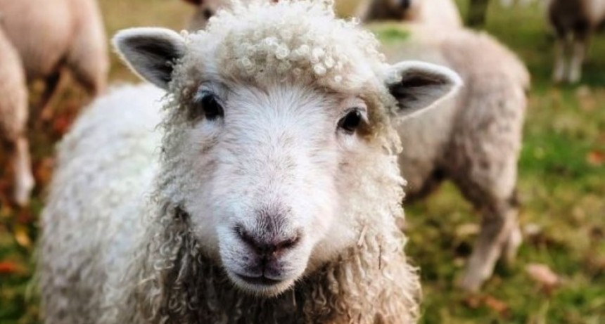 Inscribieron a ovejas en una escuela rural para evitar el cierre de una clase