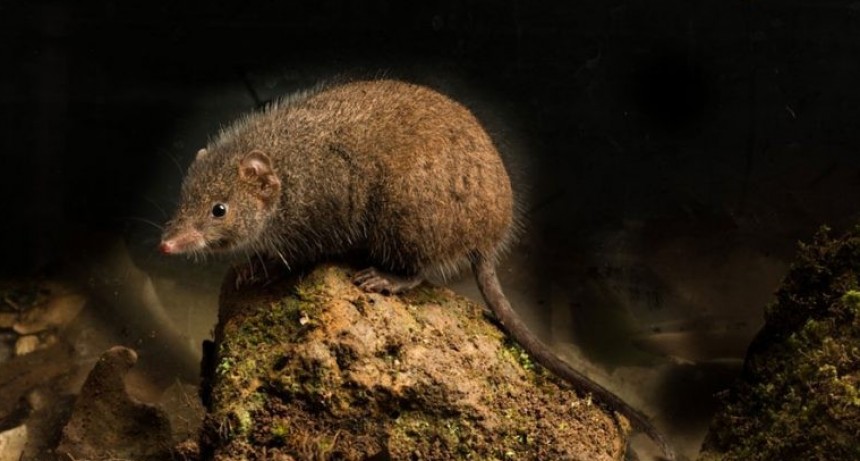 ¿Morir por exceso de sexo? 