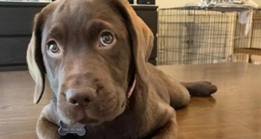 Furor por cachorrita que la rompe jugando al jenga