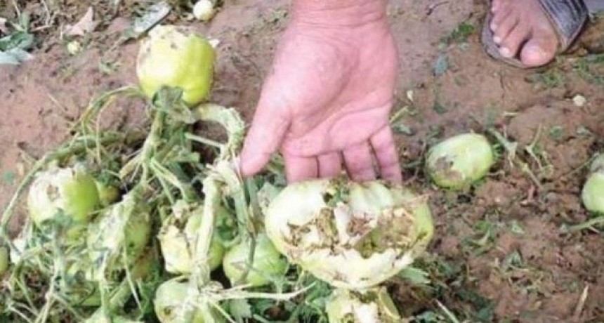 Emergencia agropecuaria para Andalgalá, Tinogasta y Pomán