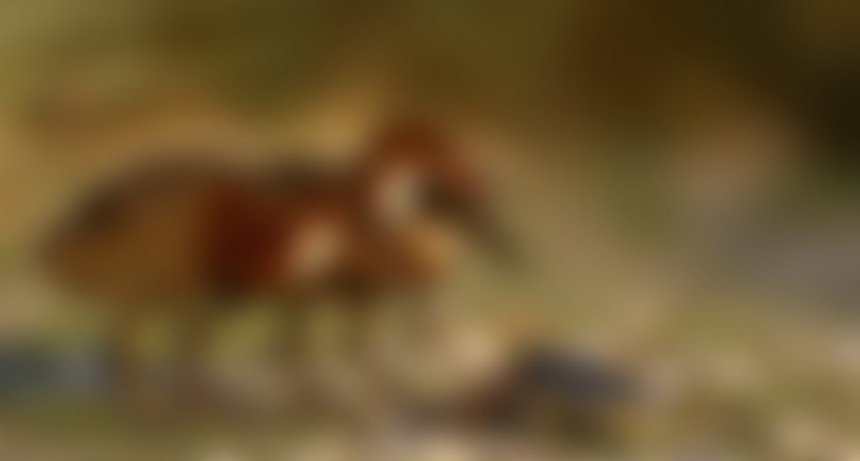 Impactante: reapareció un ave que se había extinguido hace 136 mil años