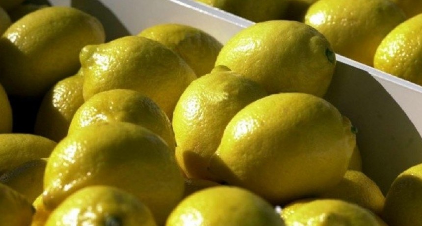 Unas 900 pallets de limones se exportan por primera vez a Estados Unidos