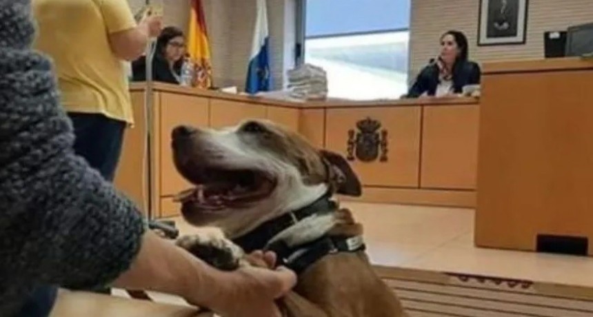 Guau: perra es testigo en un juicio por maltrato animal