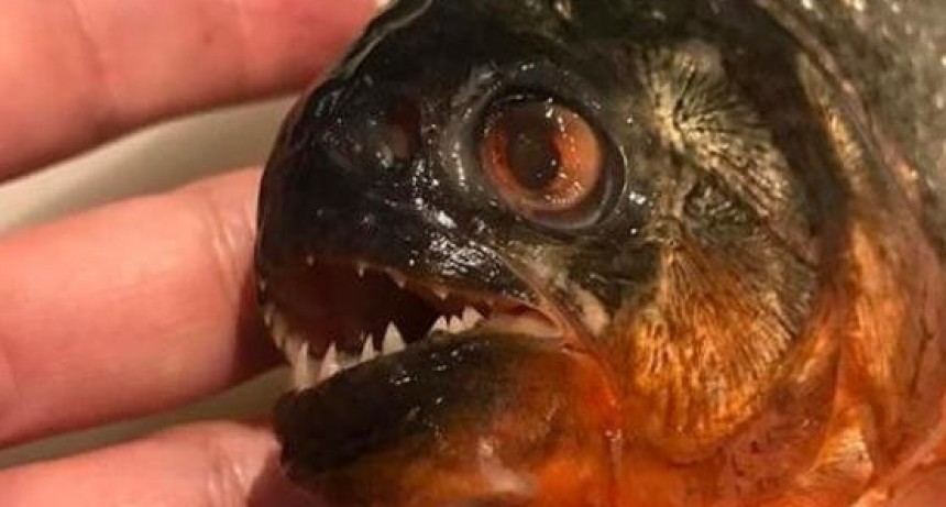 Lleva 40 pirañas en su equipaje