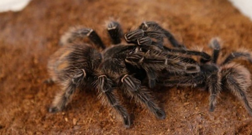 Compró una tarántula para evitar que su “suegra loca” vaya de visita