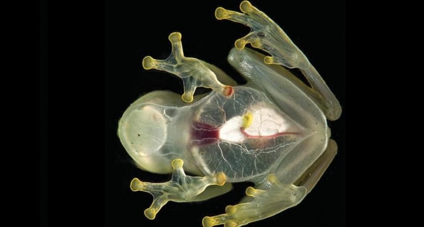 Hallaron una nueva y llamativa especie de rana cristal