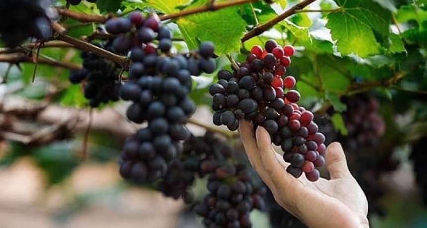 Entrega de subsidios a productores vitivinícolas de Tinogasta