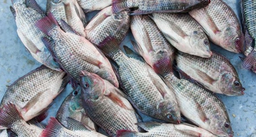 Una mujer transgénero recibió un implante de vagina hecho con piel de pescado