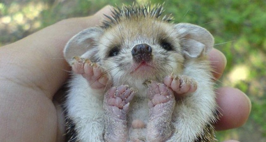 30 Bebés de Animales Que Te Harán Exclamar “Oooh”