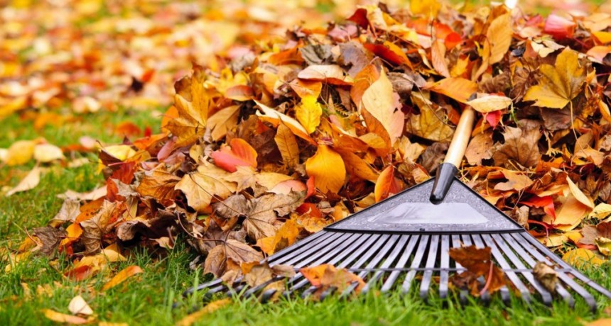 ¿Qué hago con mis plantas en otoño?