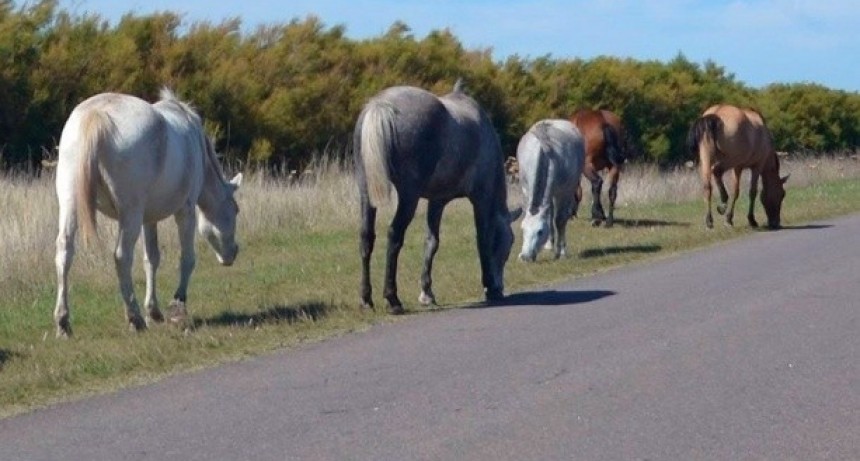 Secuestran animales sueltos en Pomán y Andalgalá
