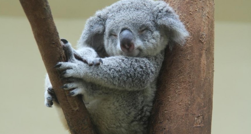 Declaran al koala funcionalmente extinto