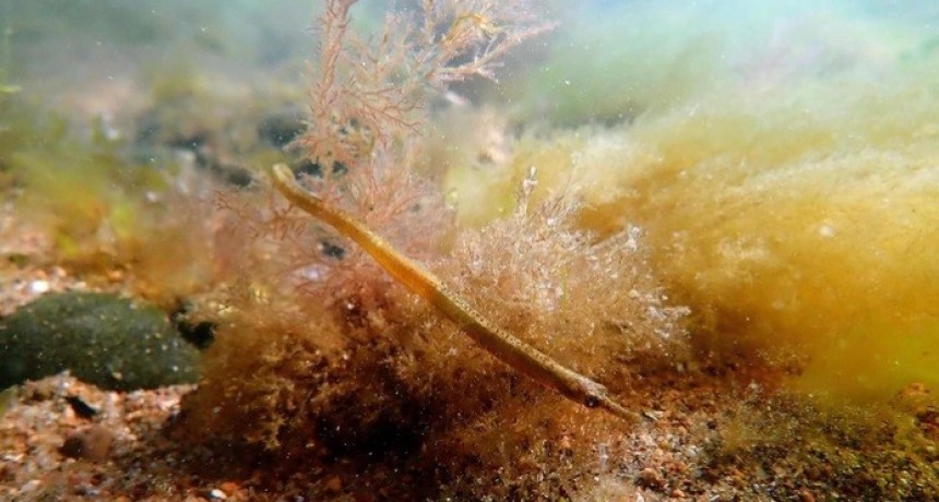 Descubrieron una nueva especie de hipocampo en Río Negro