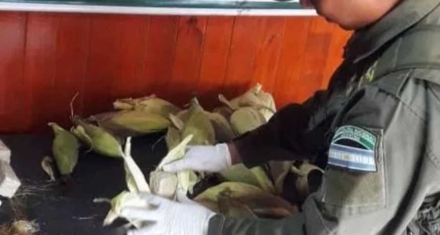 Mari-Choclos: secuestran 3 docenas de choclos con marihuana 