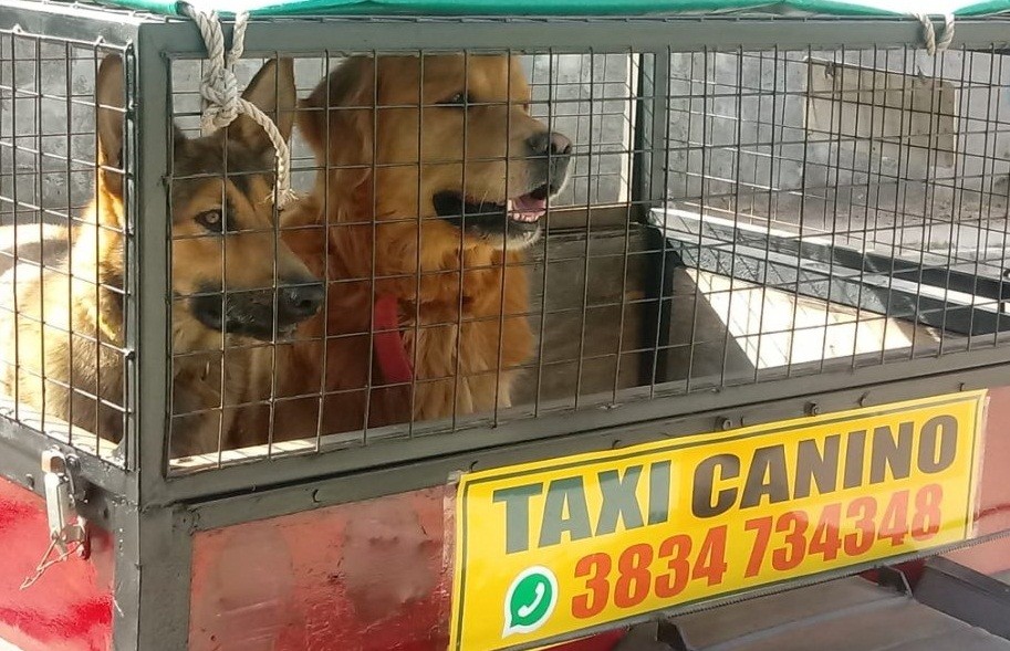 Innovador: por primera vez en Catamarca, ofrecen el servicio de taxis caninos