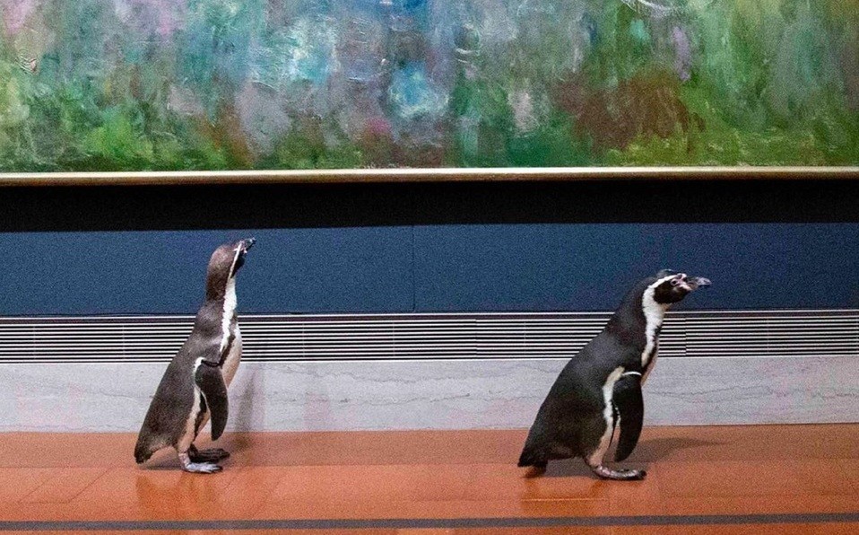 Pingüinos visitaron un museo