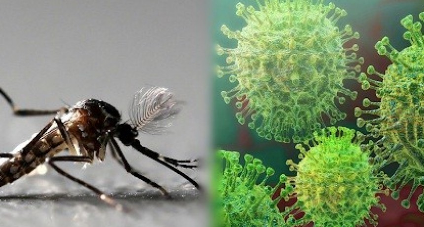 Catamarca suma 310 casos de dengue y se mantiene sin coronavirus