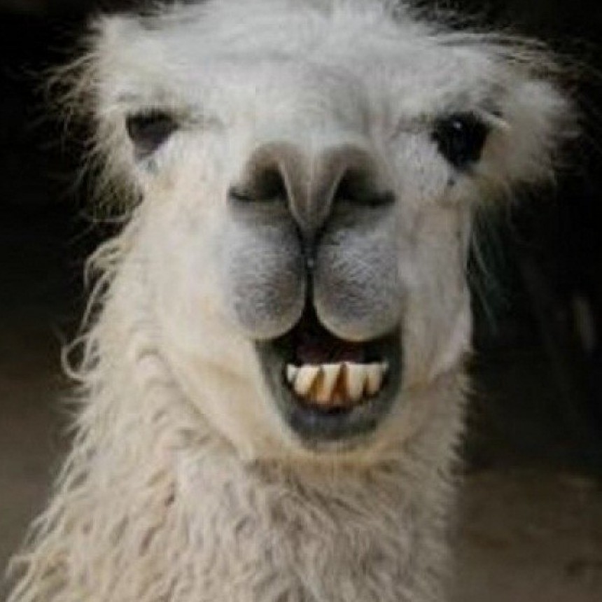 Por qué la llama y la alpaca podrían ser claves para neutralizar la pandemia de coronavirus