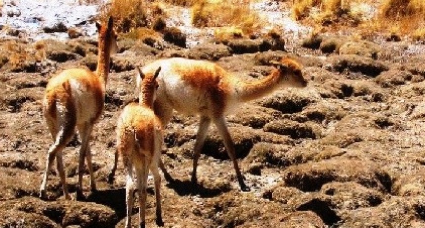 La Secretaría de Medio Ambiente en Laguna Blanca