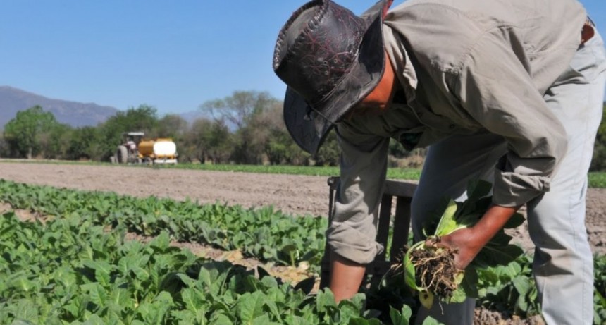 Nación transfirió más de $15 millones y medio del Fondo del Tabaco