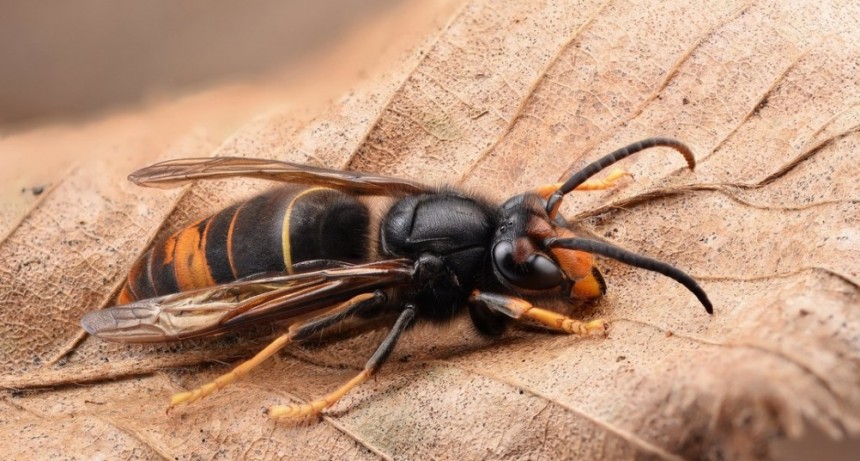  Avispa asiática mata a un hombre en España 