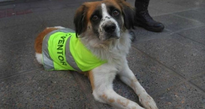 La emotiva historia de FIRULAIS , el perro callejero que se volvió agente de tránsito