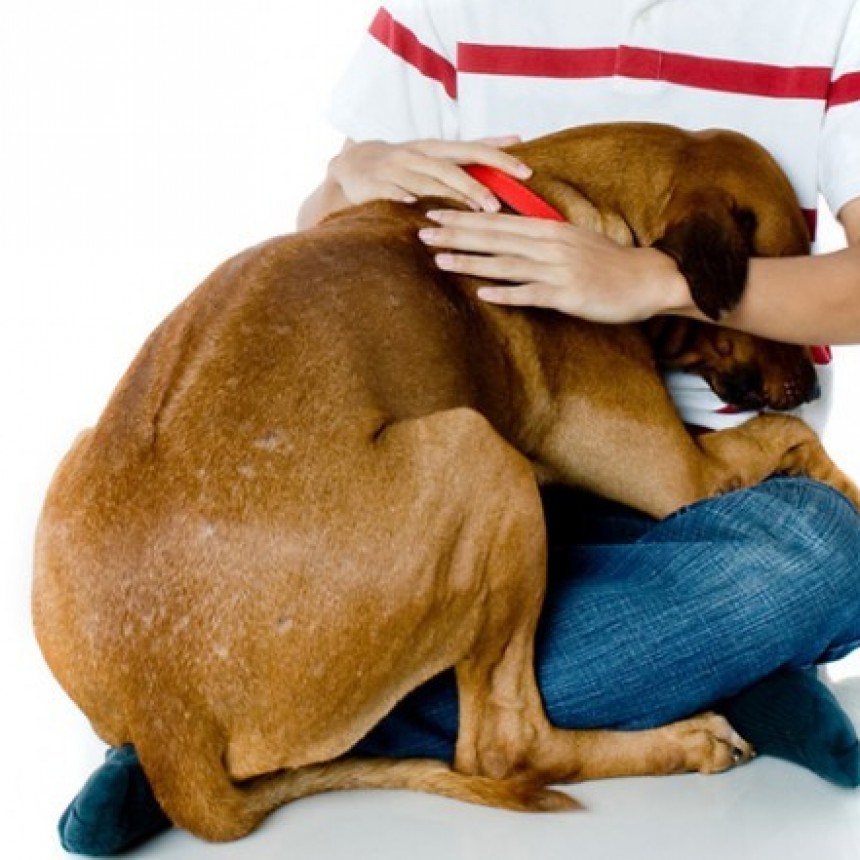 5 conductas que cambian en un animal adoptado