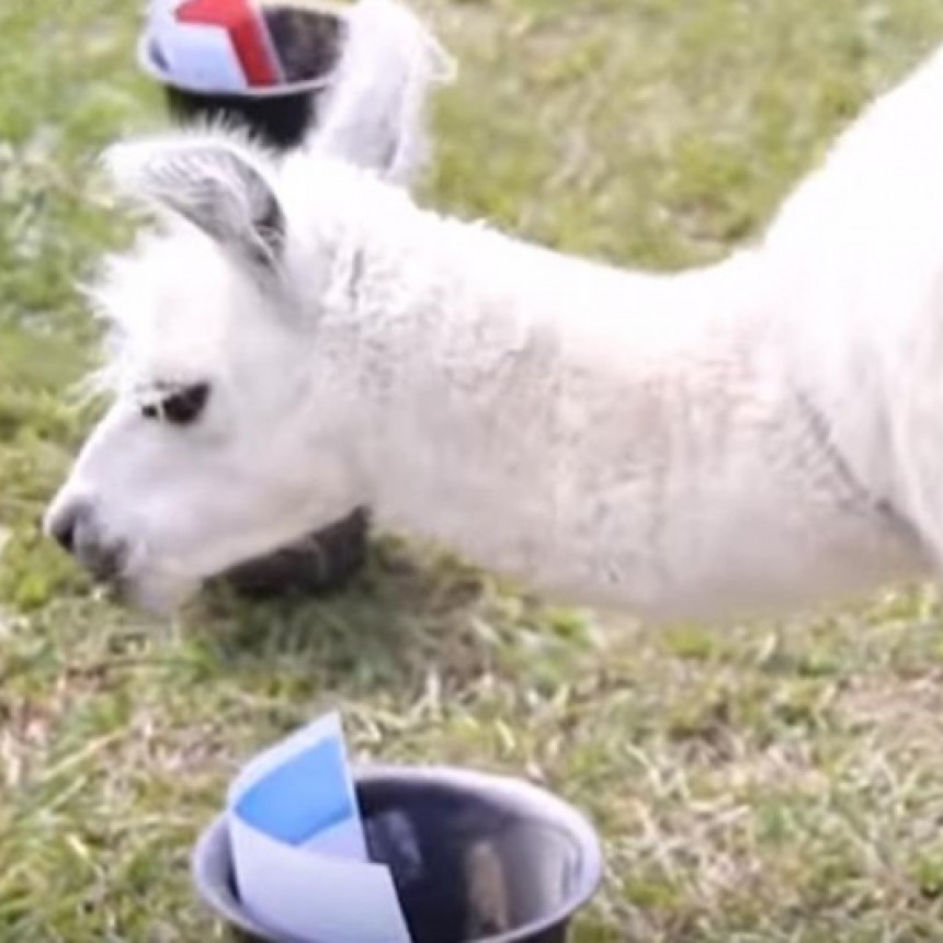 Video: Conoc&eacute; a Wendy, la llama salte&ntilde;a que predice al ganador del Mundial