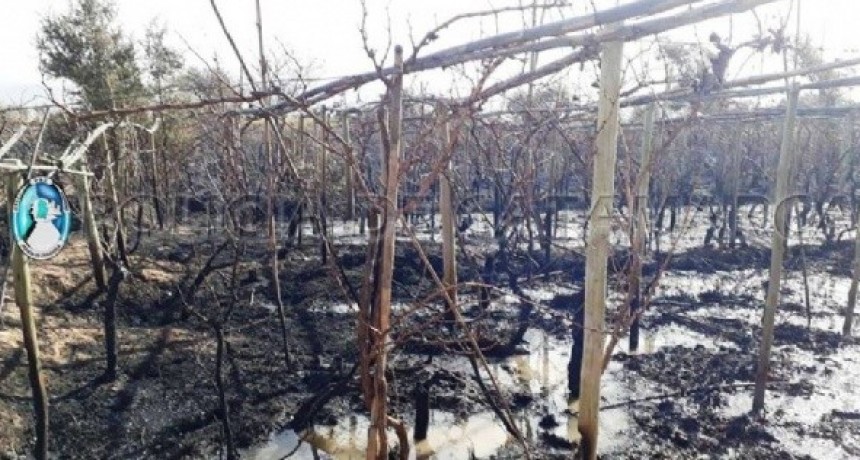 Detienen a un sexagenario por el incendio de varias hect&aacute;reas de vi&ntilde;edos