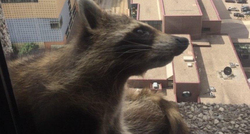 Un mapache se puso a escalar un rascacielos en Minnesota y  tuvo a la poblaci&oacute;n en vilo