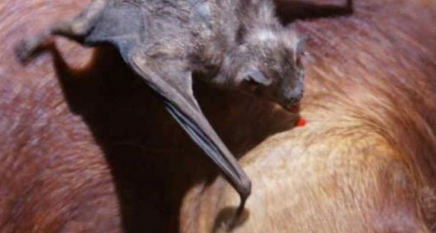P&aacute;nico por brote de rabia en sierras cordobesas