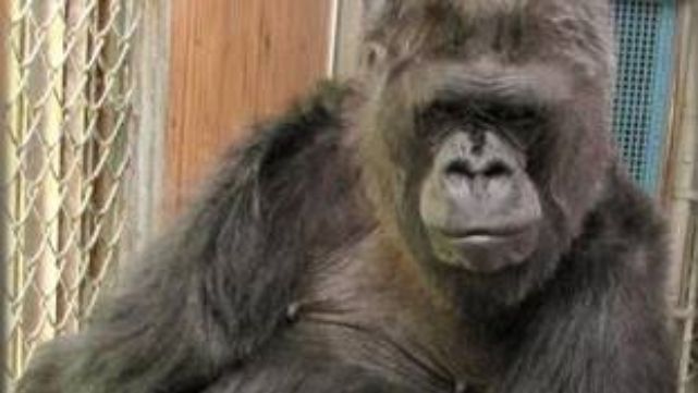 Muri&oacute; Koko, la gorila que "hablaba"
