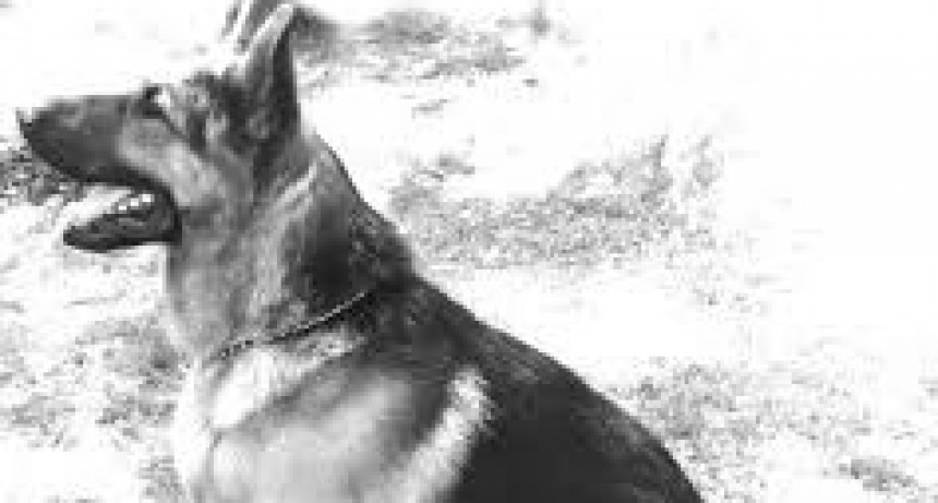 En homenaje a Chonino, se celebra el Día Nacional del Perro