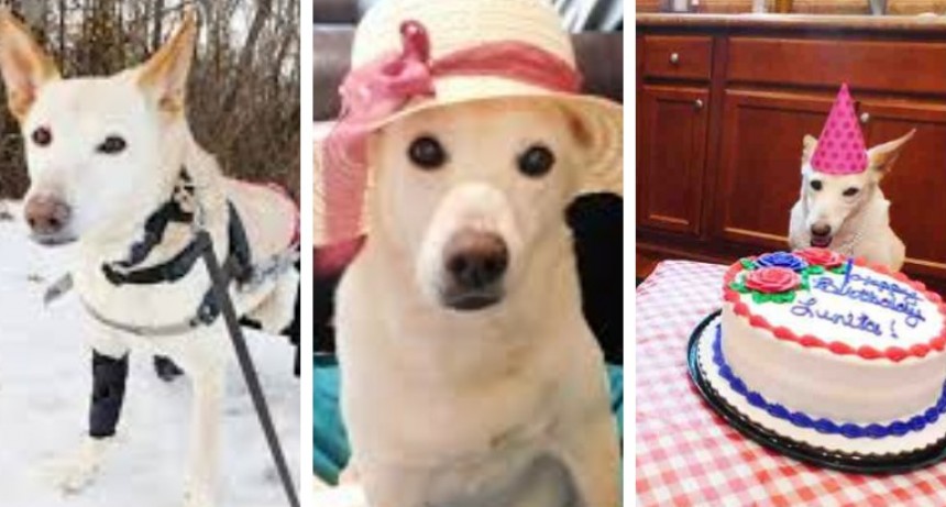 Furor en las redes por Lunita, la perrita que fue abandonada en Salta y adoptada en Estados Unidos