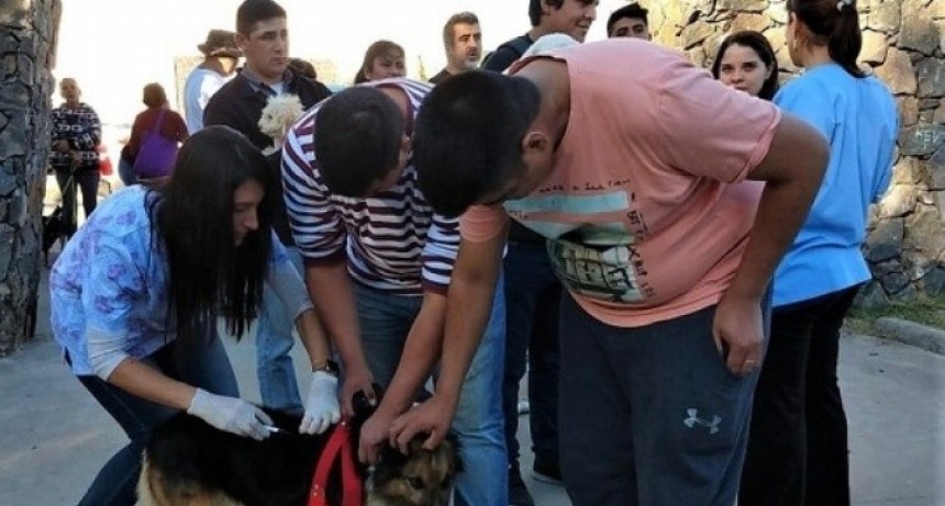 Zoonosis realizó vacunación y desparasitación de perros en el Oeste de la Capital