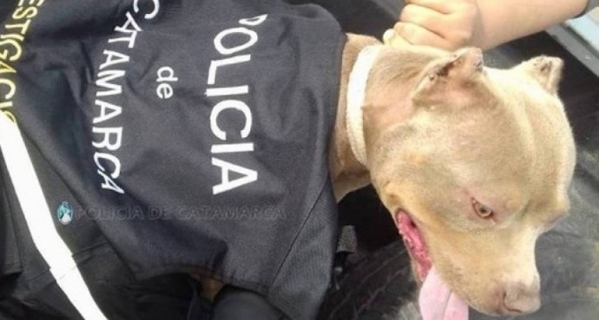 Recuperan un perro de raza robado hace 2 meses