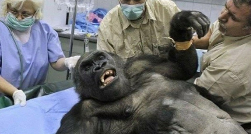 Los mejores memes tras el anuncio de la fórmula Mauricio Macri-Miguel Ángel Pichetto