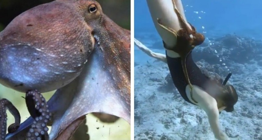 Pulpo toma de REHÉN  a una joven mientras buceaba